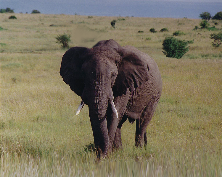 Mother Elephant on the MasaiMara - Photo