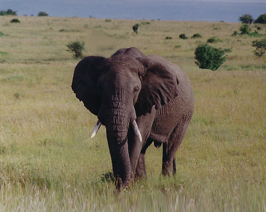Mother Elephant on the MasaiMara - Photo