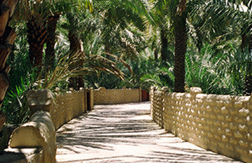 The Path Home Photo - Sandra Jeffs