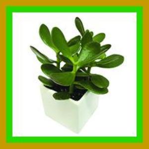 Plants That Make a Healthier Enviroment - Feng Shui Free Download - Sandra Jeffs