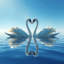 White Swans Forming Heart - Great Feng Shui for Love