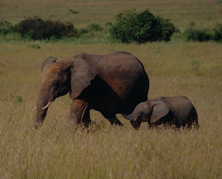 Mother and Baby Elephant on MasaiMara Plain Photo