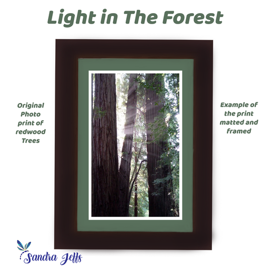 Veil of Forest Light - a photo