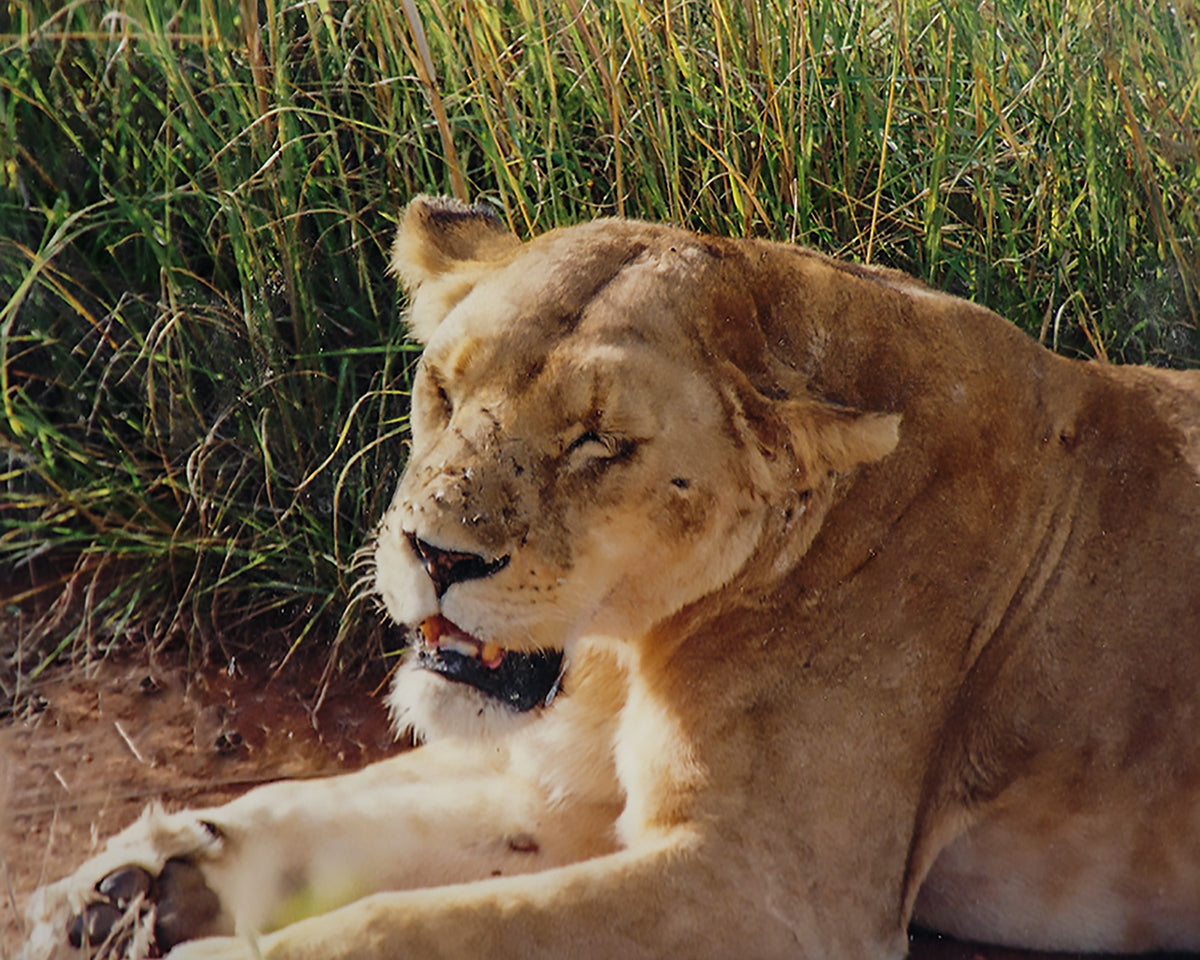 Lioness, Unbound Might - Phograph taken at Masai Mara, Kenya, Africa