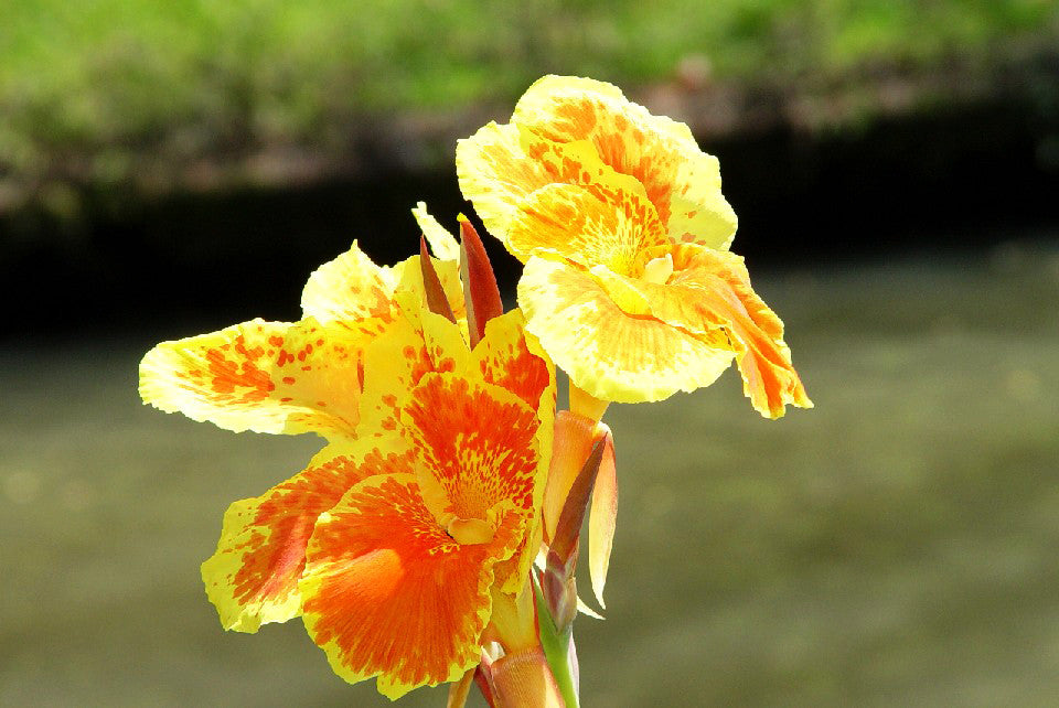 Yellow Orchid Photo - Sandra Jeffs